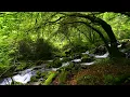 Download Lagu Suasana Hutan Magis, Burung Berkicau, Aliran Sungai yang Mengoceh