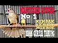 Download Lagu Masteran Kapas Tembak Gacor Full Isian Gereja Tarung, Nembak Kasar Materi Mewah