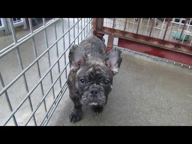 動画