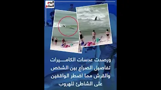 أكشن على الشط شاب يصارع سمكة قرش بأحد شواطئ نيويورك 