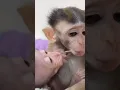 Lagu “Cici Got Nervous When Yumi Tried to Kiss Her 😳🐵💞”