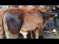 Download Lagu Ajorr Harga Anjlok Lagi !! Pegon Super Calon Monster !! Pasar Sapi Tuban 