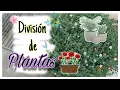 Download Lagu DIVISION DE PLANTAS 🪴 🪴 + Platiquita 🤗🤗!!