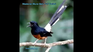masteran murai batu full variasi