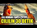 Download Lagu TEMBAKAN CILILIN 30 DETIK FULL TANPA PUTUS MASTERAN MURAI BATU TROTOL CALON JUARA