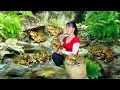 Download Lagu Catch 120+ Frogs at Night Goes to Countryside Market Sell – Ducks Care | Phuong Harvest Life