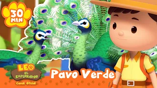 ¡Mira las hermosas plumas del pavo real verde! | Leo, El Explorador | Animación - Familia