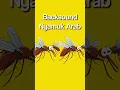 Download Lagu Backsound nyamuk arab #shorts #meme #memeviral