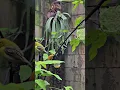 Download Lagu Memantau burung pijantung pisang dan cipow sedang memakan susu #asmr #birds #cipohmania #asmrsounds