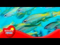 What is Bioaccumulation - More Science on the Learning s Channel