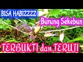Download Lagu Bisa Habis Burung Satu Kebun !!! SUARA PIKAT Semua Jenis Burung KECIL DAN SEDANG - AMPUH TERBUKTI