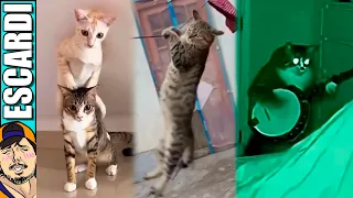 GATOS CONTRA EL MUNDO