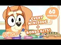Download Lagu EVERY Minisode + Bluey Bonus Bits! 🧡 ✨ | 60 MINUTES | Bingo - Official Channel