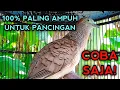 Download Lagu PANCINGAN PERKUTUT BANGKOK GACOR PALING AMPUH 100% PASTI NYAUT! COBA SAJA 