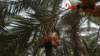 الفنان احمد فتحي    اغنية واساكن الجاح دندنها