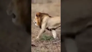 اللبوة وحدها تحمي شبلها من الكلاب البرية والاسود 