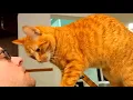 MOST Affectionate Cat Headbutt Compilation 2026