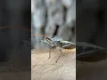 Download Lagu It Has A FLESH MELTING BITE! #assassinbug #insect #insects