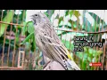 Download Lagu Suara burung black throat gacor bikin burung muda jadi rajin bunyi