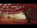 Download Lagu ❤ Relaxar ao som suave de harpa, piano e violino ♫ Descançar e dormir bem!