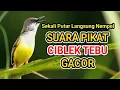 Download Lagu Ciblek tebu Pikat Gacor | Prenjak rawa Pikat | Prenjak Tebu Pikat