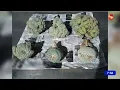 Peyote found during drug detection operation in Sonora