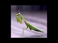 'Does the praying mantis pray, mom?' song video