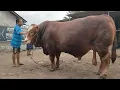 Download Lagu KANDANG BRUNO ~ SAPI RAKSASA MARADONA SIAP TURUN KONTES JEMBER✅