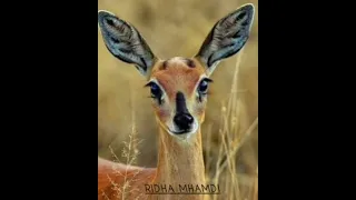 يا ريم الفريدة 