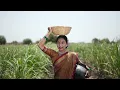 Download Lagu Best Marathi Farmer शेतकरी Theme Pre Wedding | Jagana He Nyara Jhala Ji | Rajesh \u0026 Vaishnavi