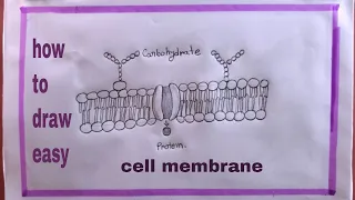 how to draw cell membrane membrane structure