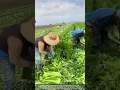 Celery Harvest in Full Swing β A Field of Green Prosperity.