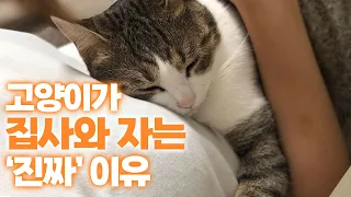 충격! 고양이가 자는 위치의 의미