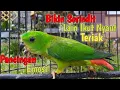 Download Lagu Pancingan Bunyi Serindit Muda Gacor Emosi || Bikin Serindit Lain Ikut Teriak Emosi tambah Gacor
