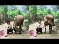 Download Lagu My Calf Love  Me So Much, Do You Like It?#farmanimalct #farmlife #herdinglife #funny