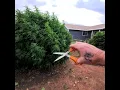 first weeks flower ILGM genetics outdoor homegrown