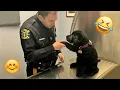 Download Lagu I dare you not to LAUGH at these FUNNY DOGS 😁🦮 - Best Funny Animals Videos 2025 #44
