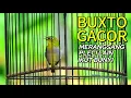 Download Lagu PLECI BUXTO GACOR COCOK BUAT PANCINGAN PLECI DI PAGI HARI