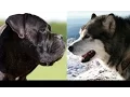 Cane Corso vs Alaskan Malamute