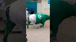 Pakistan Flag Cow Meri Taraf Agaya Omg Love Cow Horse Cowhorse 