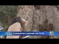 Massive 150-Year-Old Pleasanton Set To Be Cut Down Because Of Disease
