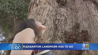 Massive 150-Year-Old Pleasanton Set To Be Cut Down Because Of Disease