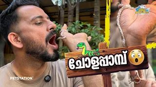 വിരലിന്റെ വലിപ്പമുള്ള ചോളപ്പാമ്പ്😳 Corn snake 🌽 🐍