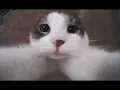 Cat kiss on camera