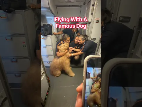 What it’s like flying with my famous dog! #goldendoodle #traveldog #reactions