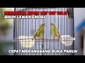 Download Lagu PANCINGAN PLECI NEMBAK ZIPER WIT WIT WIT TULIT , BIKIN LAWAN CEPAT EMOSI DAN BUKA PARUH MP3