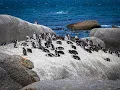 Georgia Aquarium SANCCOB Partnering to Save African Penguins