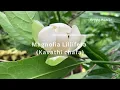 Egg Magnolia | Magnolia Liliifera | Kavathi Chafa