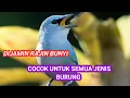 Download Lagu Masteran Campuran Terbaik – Burung Jadi Juara Coba Sekarang