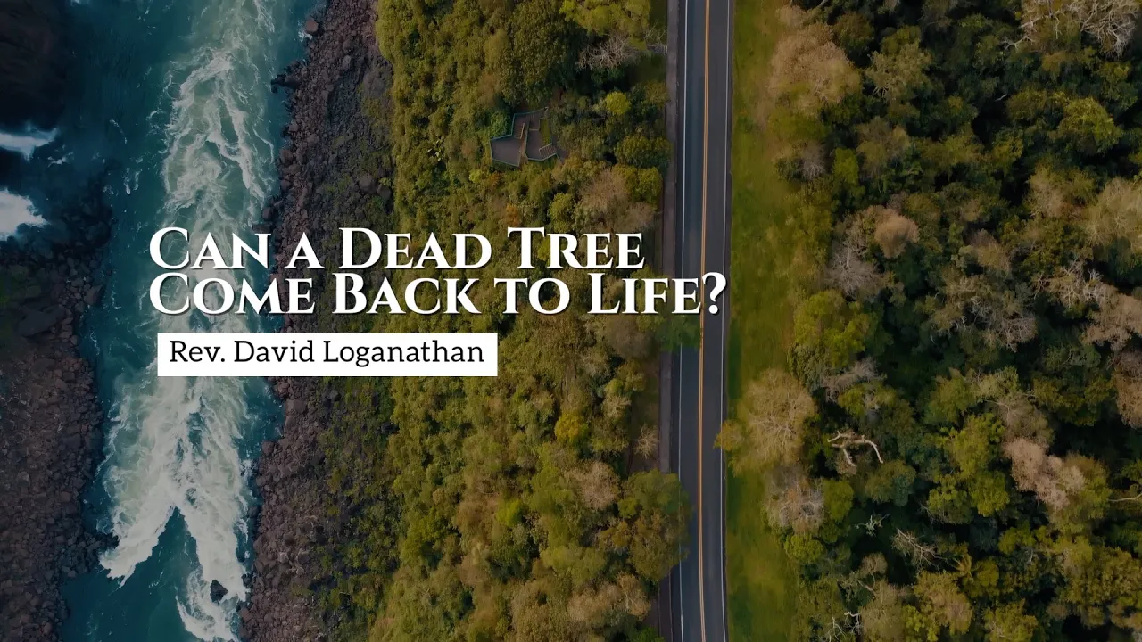 "Can A Dead tree Come Back To Life" Pastor David Loganathan (English)